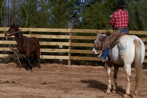 Dave Seay Horse Training